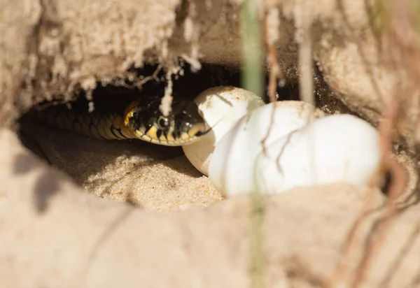 snake eggs in a hole