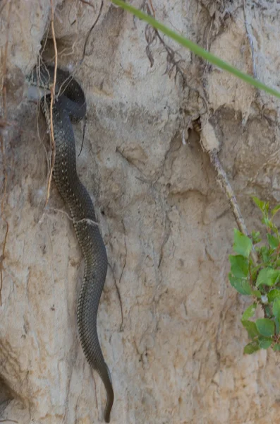 Cobra em um buraco — Fotografia de Stock