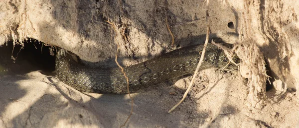 Cobra em um buraco — Fotografia de Stock