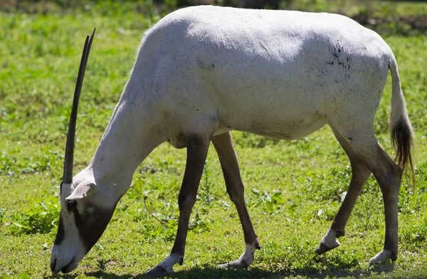 Antylopa, arabskich oryxel — Zdjęcie stockowe