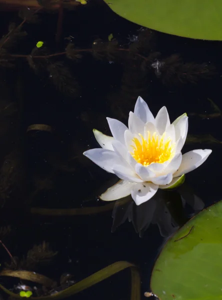 Nénuphar sur le lac — Photo