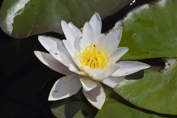 Nénuphar sur le lac — Photo