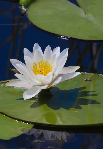 Nénuphar sur le lac — Photo