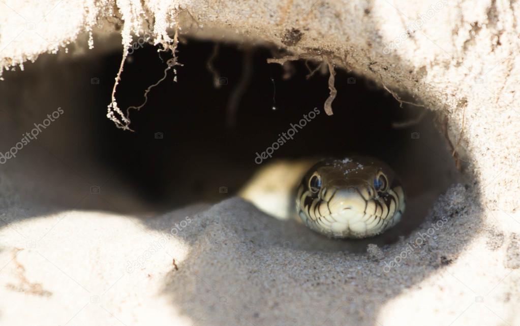  snake in a hole