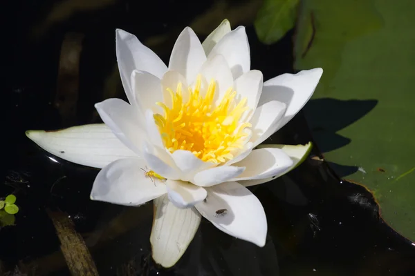 Nénuphar sur le lac — Photo