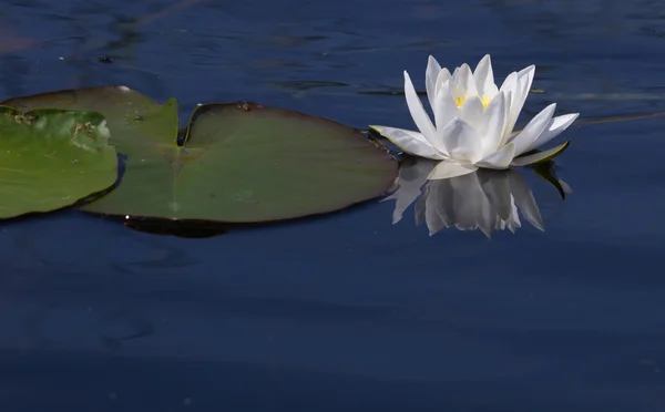 Водяная лилия на озере — стоковое фото
