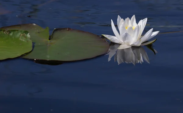 Lírio de água no lago — Fotografia de Stock