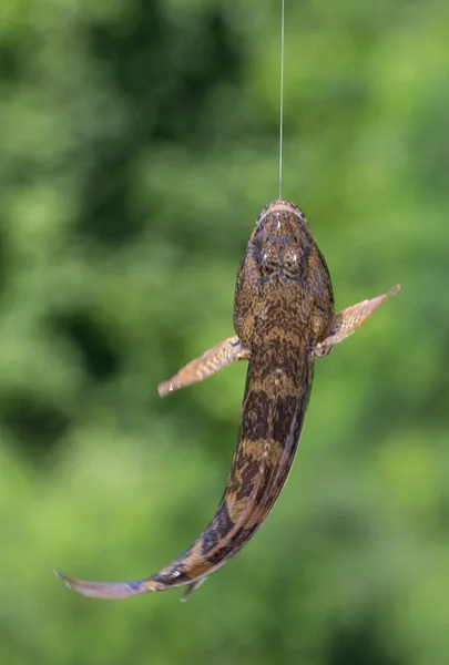 Goby vis in hangt aan een haak, visser close-up — Stockfoto