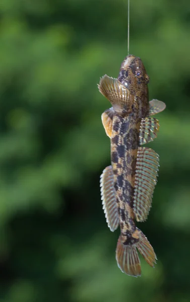 Goby pesce in appende su un gancio, pescatore da vicino — Foto Stock