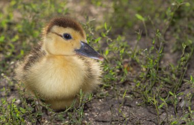 çim küçük ördek yavrusu
