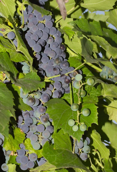 Hron dojrzałych winogron w zielonych liści — Zdjęcie stockowe