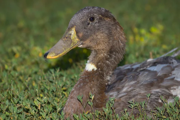 Pato corredor indio - macho — Foto de Stock