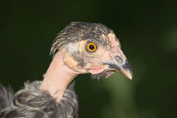 Tête de vautour en éclosion gros plan — Photo