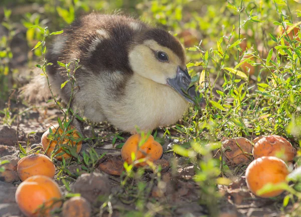 Pequeno patinho na grama — Fotografia de Stock