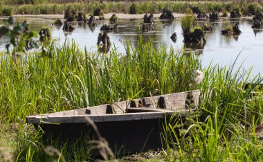 kütükleri ile bataklık
