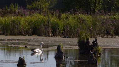 kütükleri ile bataklık