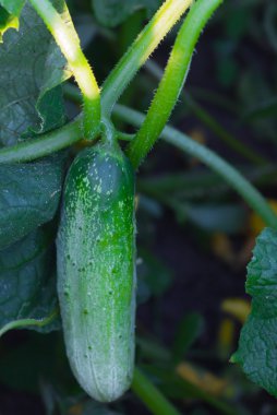 koleksiyon salatalık