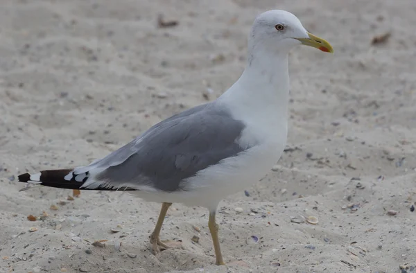 Grande gaivota na areia — Fotografia de Stock