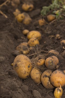 bir alan üzerinde taze ve çiğ patates