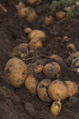 bir alan üzerinde taze ve çiğ patates