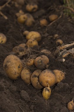 bir alan üzerinde taze ve çiğ patates