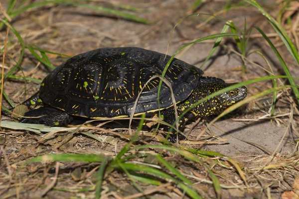 Ohrenschildkröte klaut sich zusammen — Stockfoto