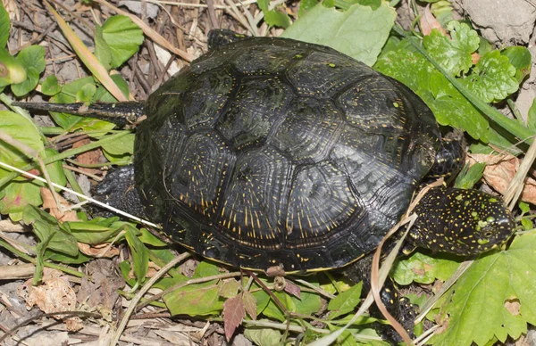 Ohrenschildkröte klaut sich zusammen — Stockfoto