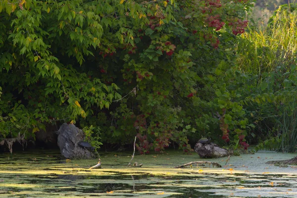 Schildkröten im Sumpf — Stockfoto