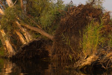 sökülüp ağaçlar. Fırtına rüzgar, ağaçlar kırık