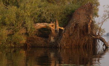 sökülüp ağaçlar. Fırtına rüzgar, ağaçlar kırık