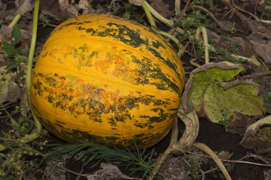 Sonbahar helloween kabak