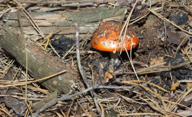 sonbahar orman mantar