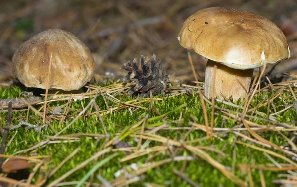 가 숲 버섯 — 스톡 사진