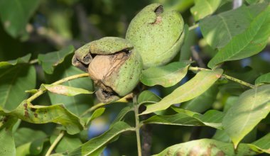 Olgun Fındık ceviz ağacının