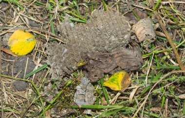 Vespiary. Yaban arıları