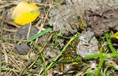 Vespiary. Yaban arıları