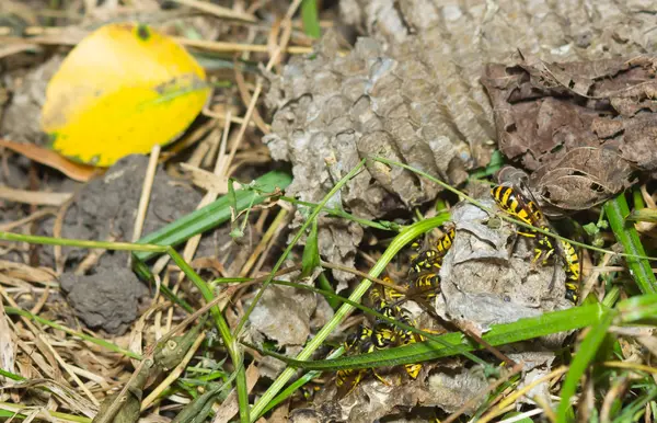 Vespiary. Vilda getingar — Stockfoto