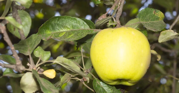 Pommes sur un arbre — Photo