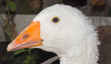 Kar kaz. Çiftlik kuş