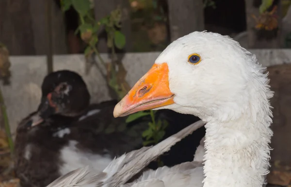 Schneegans. Bauernvogel — Stockfoto