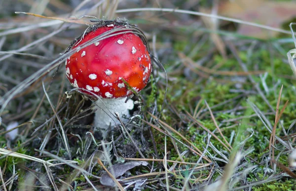 赤い amanita のキノコ — ストック写真