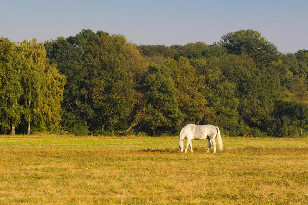 Caballo blanco con un potro pastando hierba . —  Fotos de Stock