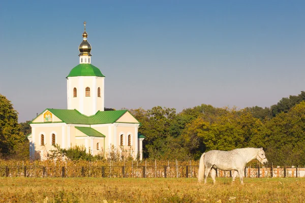 Білі коні на пасовищі біля церкви — стокове фото