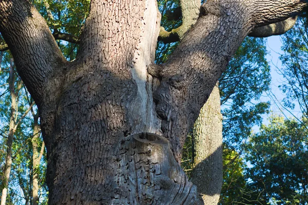 Massive stem of venerable tree is photographed from below against the blue sky. Maksym Zaliznyak's oak is the most famous Ukrainian tree. It is 1100 years old. — Stock Photo, Image