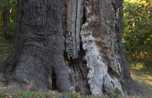 Majestic old tree with big trunk