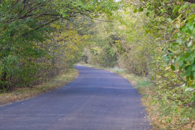 Sonbahar ormanının içinden geçen yol