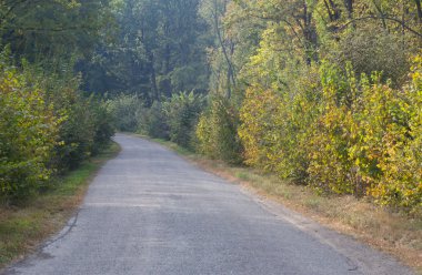 Sonbahar ormanının içinden geçen yol