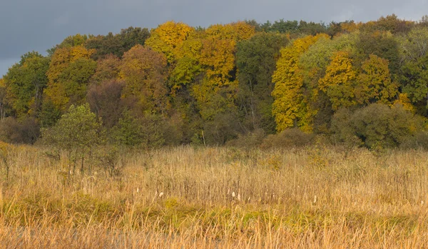 Herbstlandschaft mit buntem Wald — Stockfoto