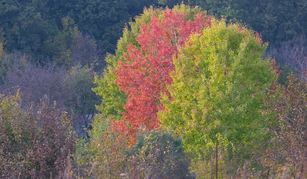 Paisaje otoñal con bosque colorido —  Fotos de Stock