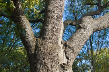 Millennium eski kuru meşe